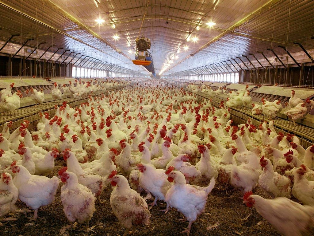A crowded indoor chicken farm
